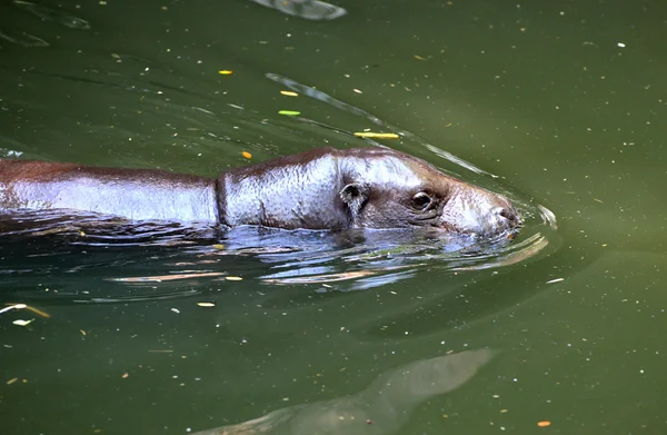 Hipopótamo pigmeo en el agua — Foto de Stock