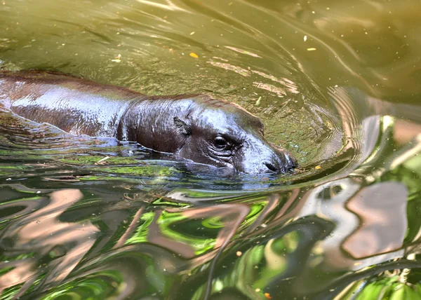 水でピグミーのカバ — ストック写真