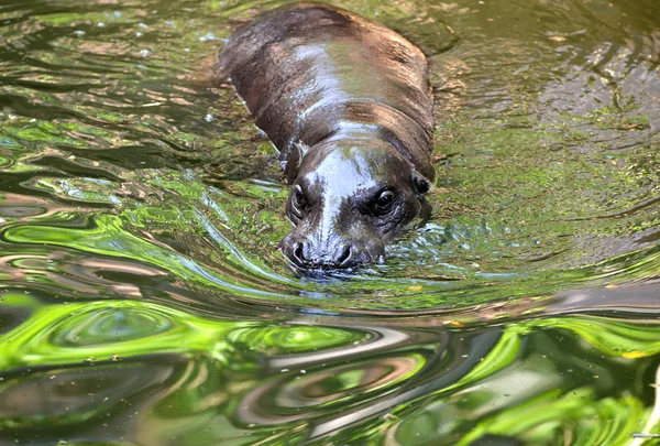 Hipopótamo pigmeo en el agua — Foto de Stock