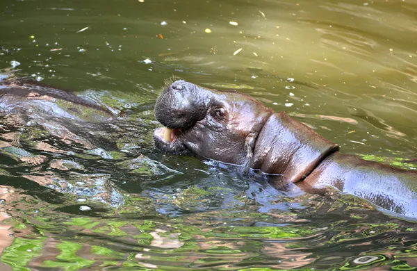Pygmé flodhäst i vattnet — Stockfoto