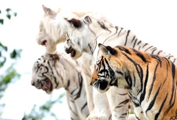Бенгальское шоу тигров — стоковое фото