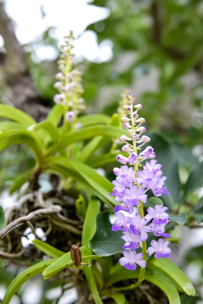 Rhynchostylis coelestis — Foto de Stock