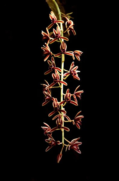 Cymbidium aloifolium — Zdjęcie stockowe