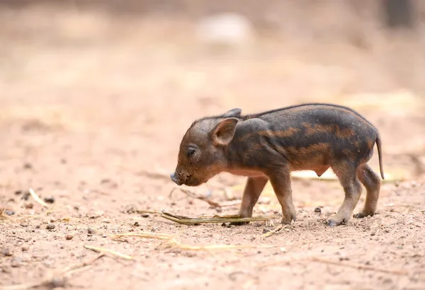 婴儿野猪 — 图库照片
