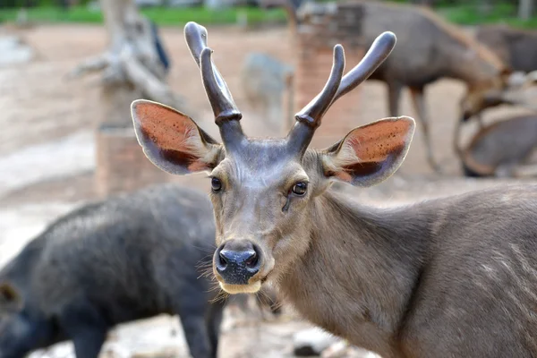 Sambar cervo — Foto Stock