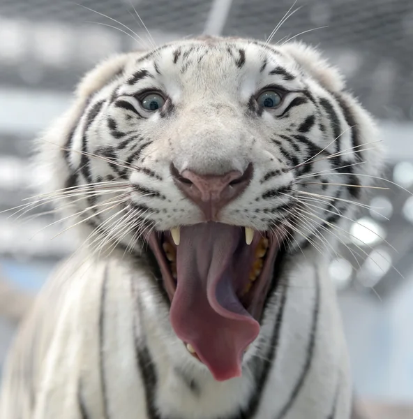 White bengal tiger face — Stock fotografie