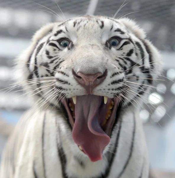 Cara de tigre de bengala blanco — Foto de Stock