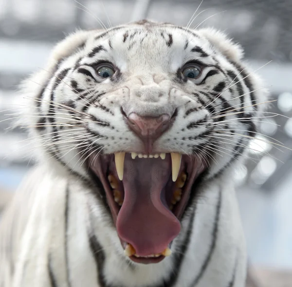 White bengal tiger face — Stock fotografie