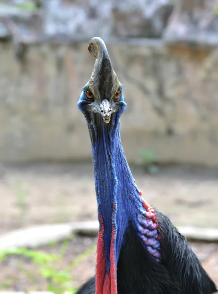 Cassowary head — Stock Photo, Image