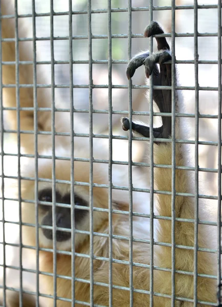 Gibbon dalam sangkar — Stok Foto