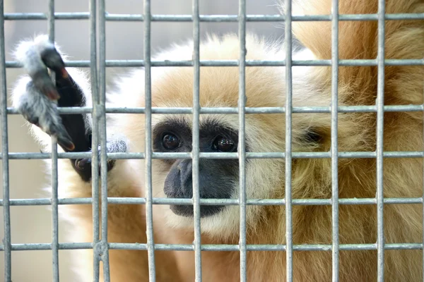 Gibbon v kleci — Stock fotografie