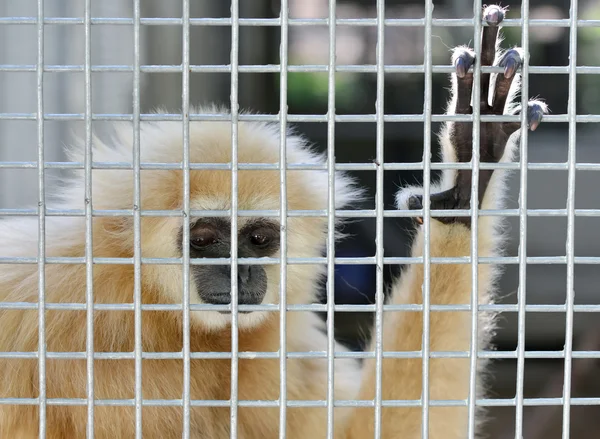 Gibbon v kleci — Stock fotografie