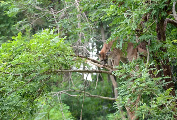 Puma klimmen op boom — Stockfoto