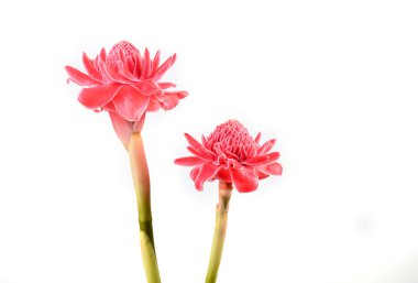 etlingera elatior
