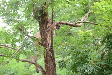 ağaç üzerinde et yemek puma