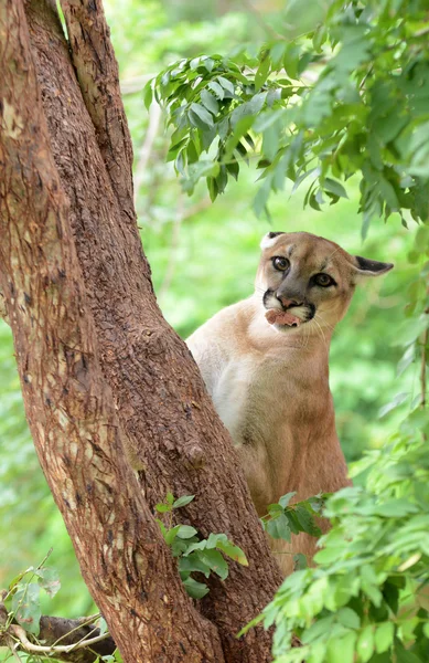 Puma escalada en el árbol — Foto de Stock