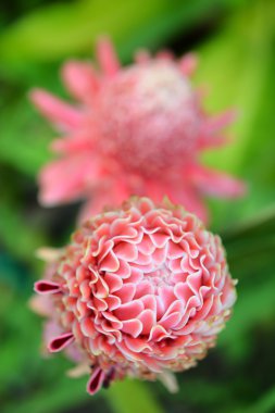 etlingera elatior