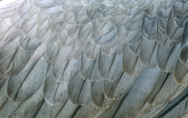 Pluma de águila blanca del mar del vientre — Foto de Stock