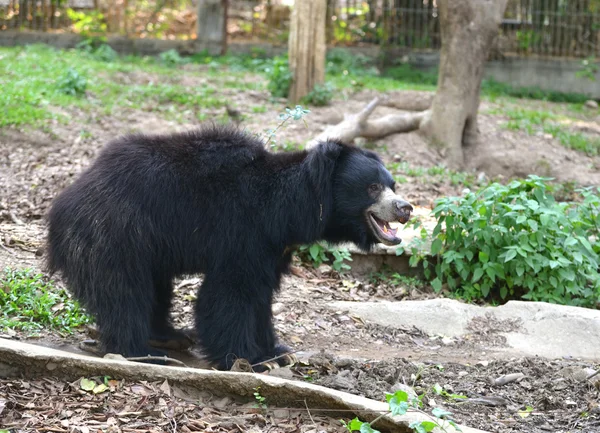 Urso preguiçoso — Fotografia de Stock