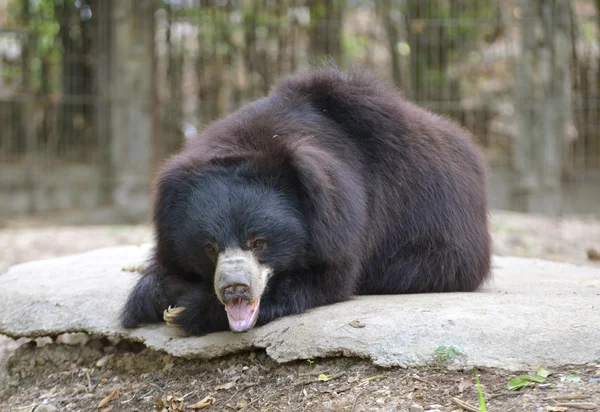 Sloth bear — Stock Photo, Image