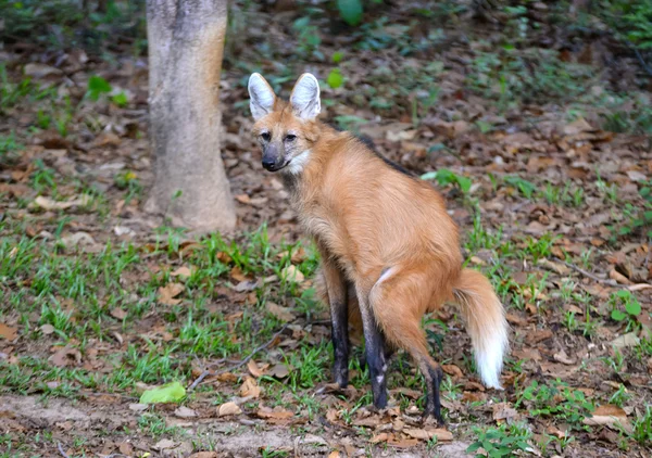 Manenwolf — Stockfoto