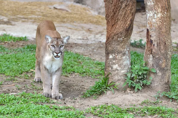 Mountain lion in captive environment — Stock Photo, Image