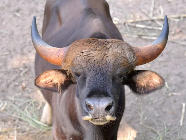 Gaur hoofd — Stockfoto