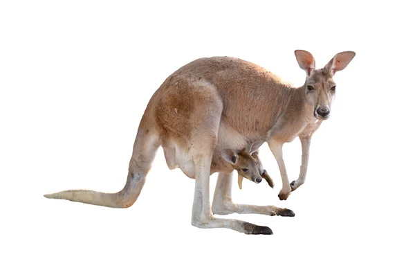 Känguru med joey — Stockfoto