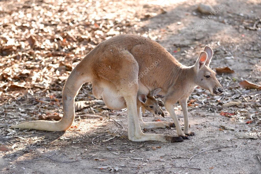 Kangaroo with joey Stock Photo by ©anankkml 48759091 Kangaroo with joey Stock Photo by ©anankkml 48759091