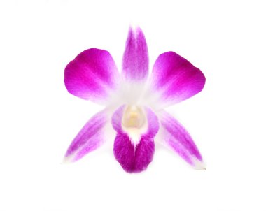 güzel çiçek açan orkide izole