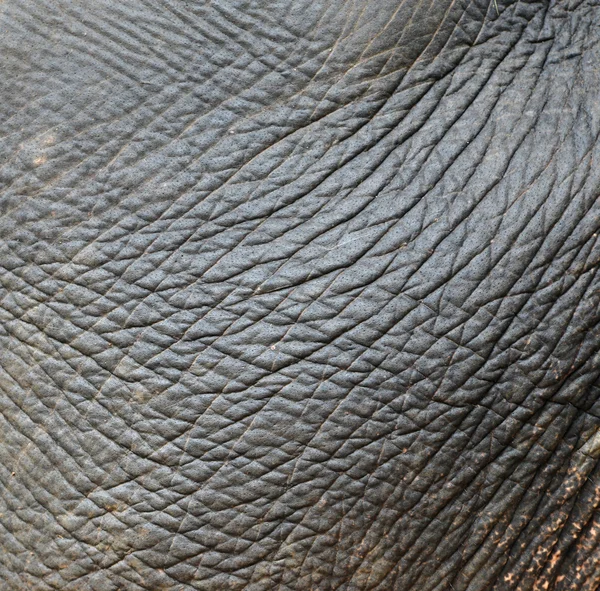 Pele de elefante — Fotografia de Stock