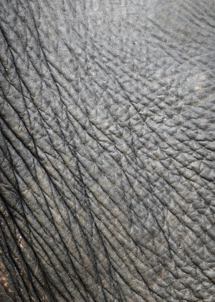 Piel de elefante —  Fotos de Stock