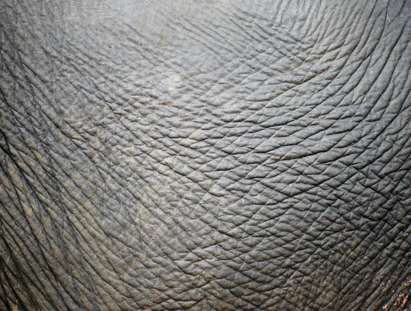 Piele de elefant — Fotografie, imagine de stoc