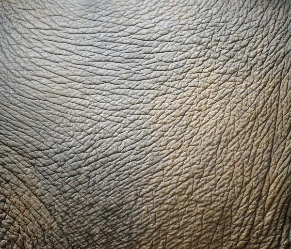 Elephant skin — Stock Photo, Image