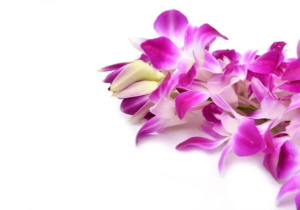 Schöne blühende Orchidee isoliert — Stockfoto