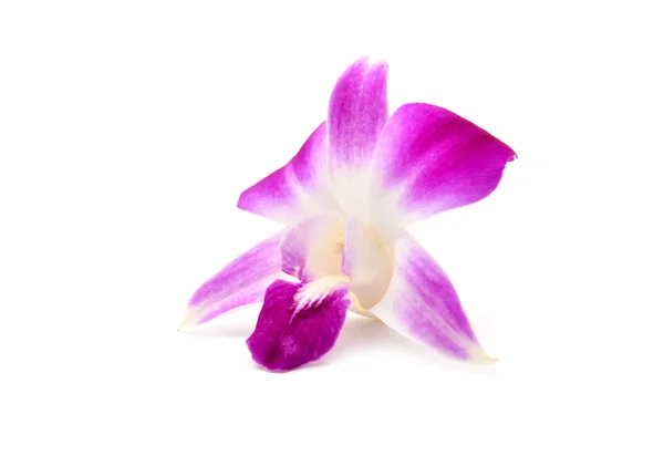 Bella fioritura orchidea isolata — Foto Stock