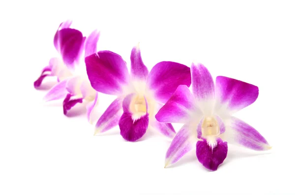 Beautiful blooming orchid isolated — Stock Photo, Image