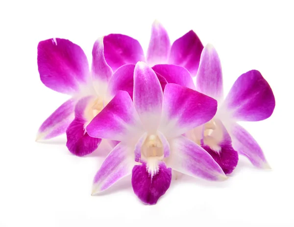 Krásné kvetoucí orchidej, samostatný — Stock fotografie