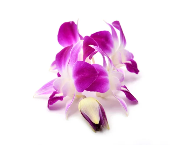 Mooie bloeiende orchidee geïsoleerd — Stockfoto