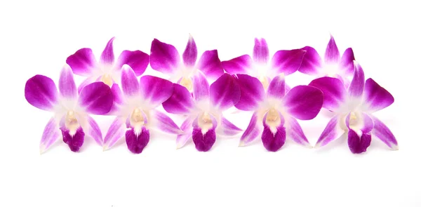 分離された美しい咲く蘭 — ストック写真