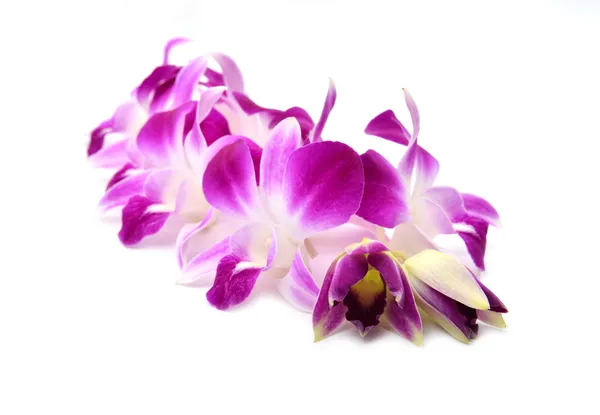 Mooie bloeiende orchidee geïsoleerd — Stockfoto