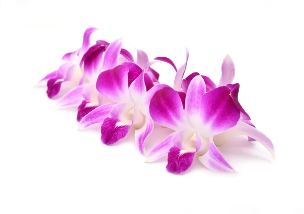 Krásné kvetoucí orchidej, samostatný — Stock fotografie
