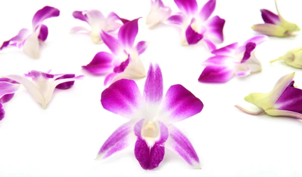 Schöne blühende Orchidee isoliert — Stockfoto