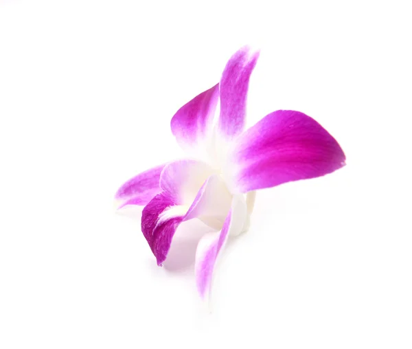 Bela orquídea florescente isolada — Fotografia de Stock