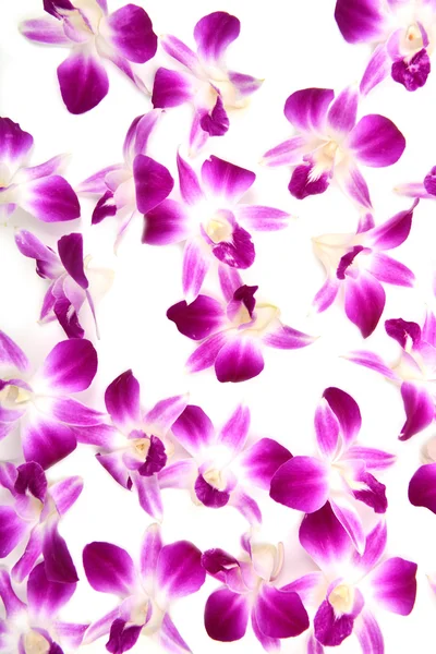 Schöne blühende Orchidee isoliert — Stockfoto