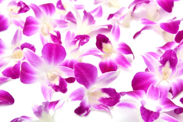 Mooie bloeiende orchidee geïsoleerd — Stockfoto