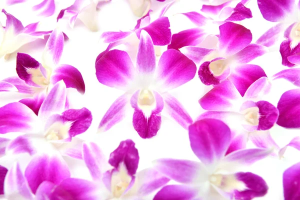 Mooie bloeiende orchidee geïsoleerd — Stockfoto