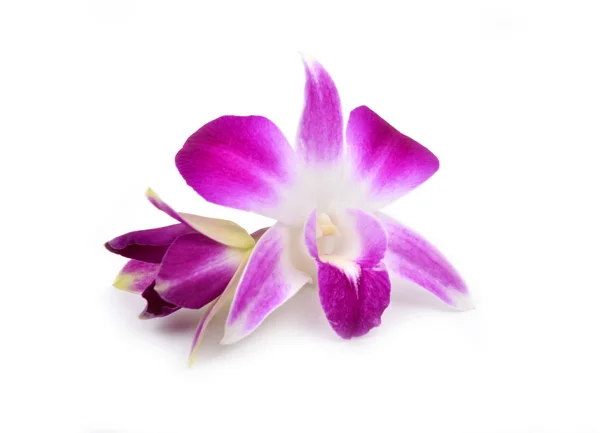 Vackra blommande orkidé isolerade — Stockfoto