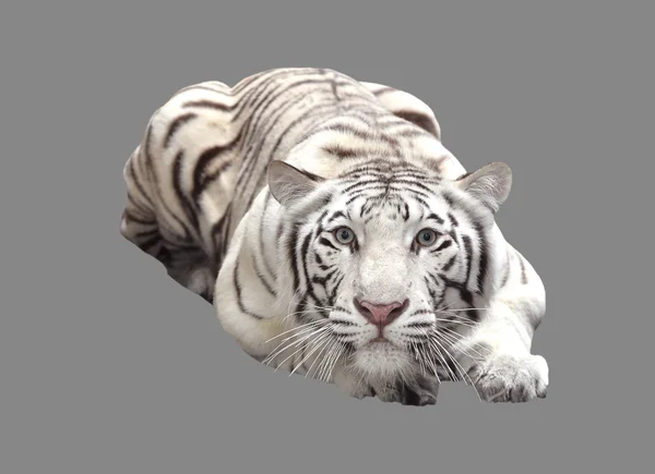 White bengal tiger isolated — Stock Photo, Image