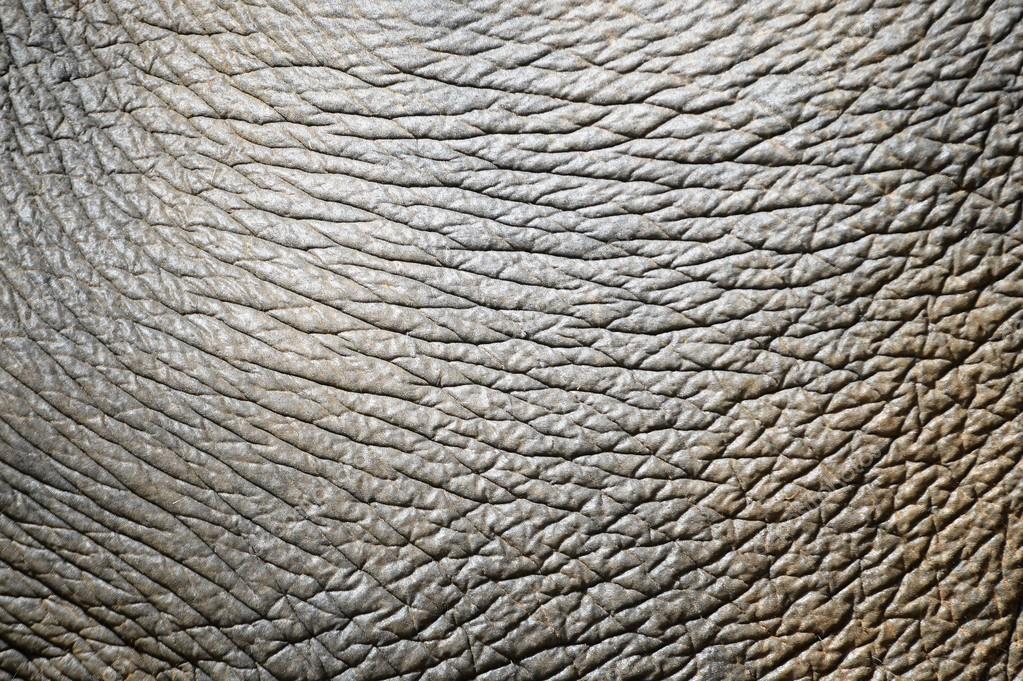 Elephant skin Stock Photo by ©anankkml 49080341